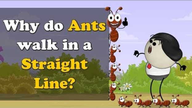 Video Why do Ants walk in a Straight Line? + more videos | #aumsum #kids #science #education #children   türkçe