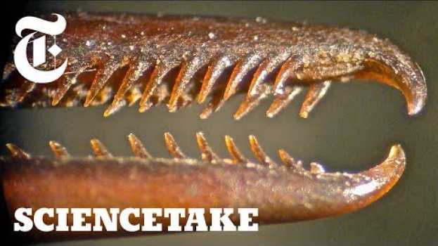 Video How These Hummingbirds Turned Their Beaks Into Swords | ScienceTake en français