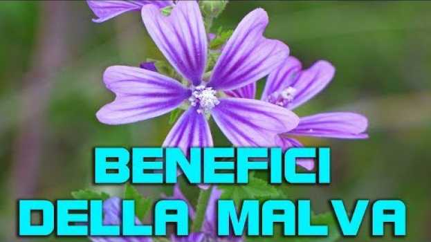 Video I benefici della malva, cosa fare con questa erba curativa spontanea in English