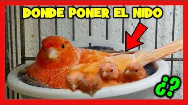 Video 6 TRUCOS para Nidos de Canarios 🐤 Donde poner el nido a los canarios | Cria de canarios   türkçe