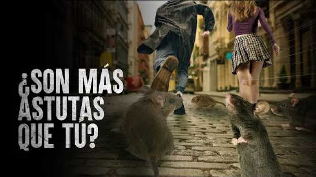 Video Cómo Sobrevivir una plaga de ratas su italiano