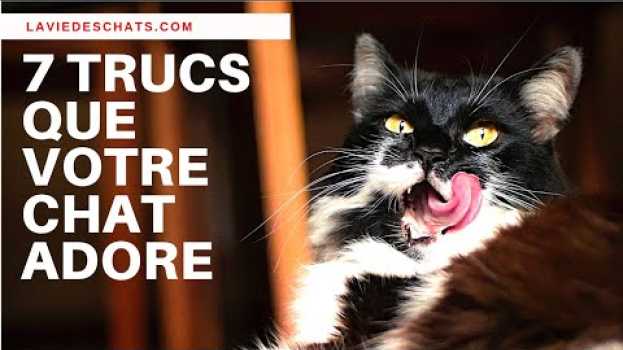 Видео 7 trucs pour que votre chat vous adore 🐱. Et vos trucs ? на русском