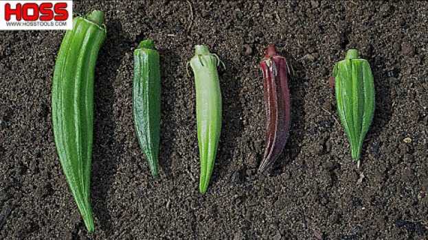 Видео WHICH OKRA VARIETY IS THE MOST PRODUCTIVE? на русском