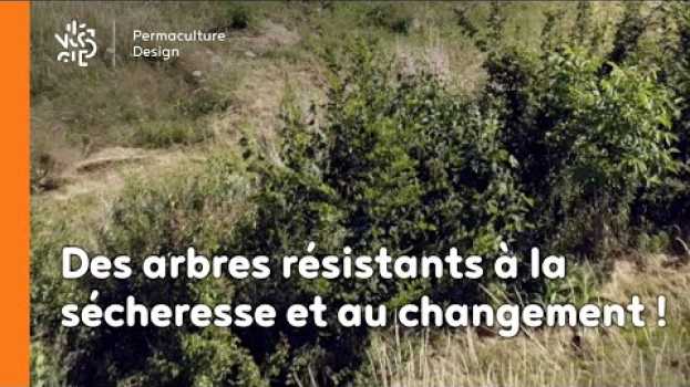 Video Des arbres résistants à la sécheresse et au changement   türkçe