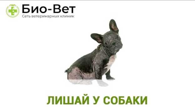 Video Лишай у Собаки - Признаки, Лечение и Что Делать? // Сеть Ветклиник Био-Вет en español