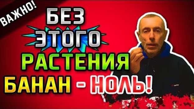 Video БЕЗ ЭТОГО РАСТЕНИЯ БАНАН - НОЛЬ! Островский. Слабость, брокколи, здоровое питание, рецепт с бананом auf Deutsch