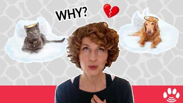 Video Why there is so much pet loss right now | Animal Afterlife and the Rainbow Bridge   türkçe