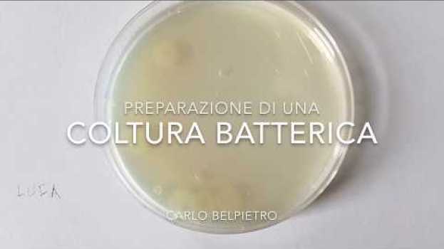 Video Preparazione di una Coltura Batterica po polsku