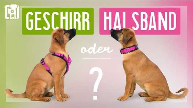 Video Geschirr oder Halsband - Was ist besser (für Welpen)? su italiano