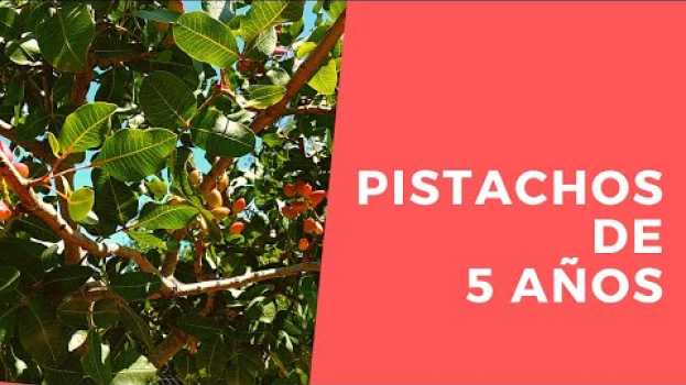Video Pistachos de 5 años - Castilla y León in English