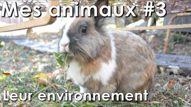 Video Mes animaux - Leur environnement - Vlog N°3   türkçe