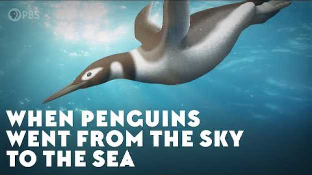 Video When Penguins Went From The Sky To The Sea em português