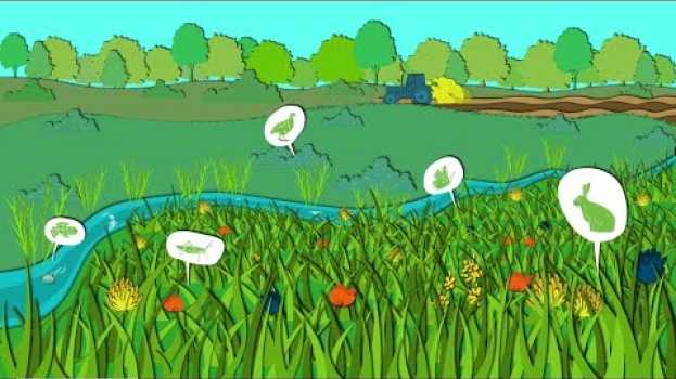 Video Eine Brücke für Tiere - der Biotopverbund   türkçe
