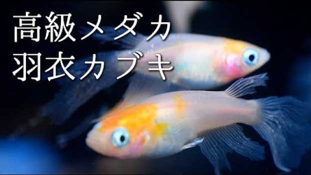 Video  in English