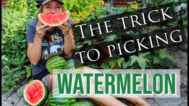 Video When to Harvest Watermelon- Pick Perfectly Ripe Melons Every Time! em português