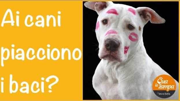 Video Ai cani piacciono i baci? | Qua la Zampa auf Deutsch