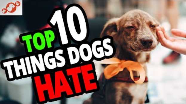 Video ? What Do Dogs Hate? TOP 10 Things People Do To Dogs That Dogs Hate! em português