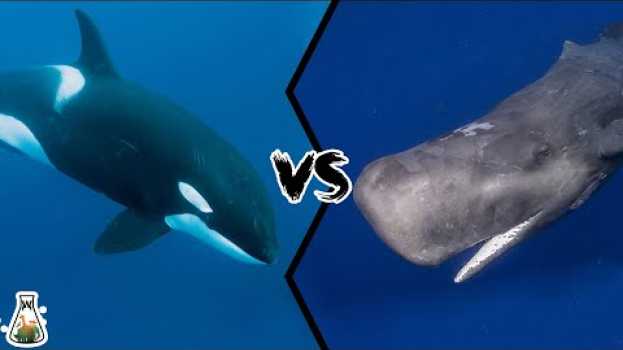 Video KILLER WHALE VS SPERM WHALE - Who would win this battle of titans? en español