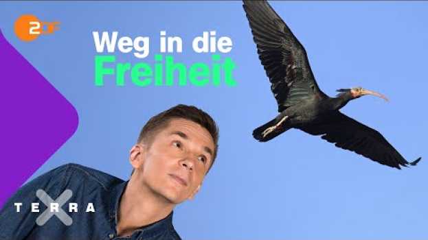 Video So finden Zugvögel ihre Route wieder | Terra X plus in English