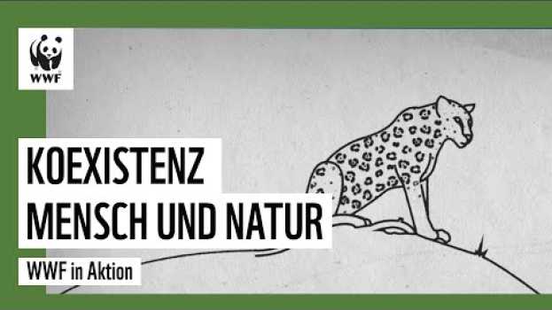Video Koexistenz – Wie Jaguare und Menschen miteinander leben können en español