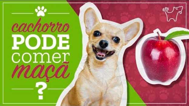Video CACHORRO PODE COMER MAÇÃ? NÃO DÊ ANTES DE VER ESSE VÍDEO! auf Deutsch