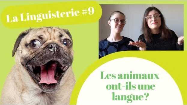 Video La Linguisterie #9 - Les animaux ont-ils une langue ? po polsku