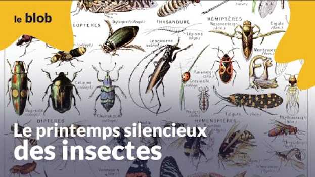 Video Le printemps silencieux des insectes | Interview   türkçe