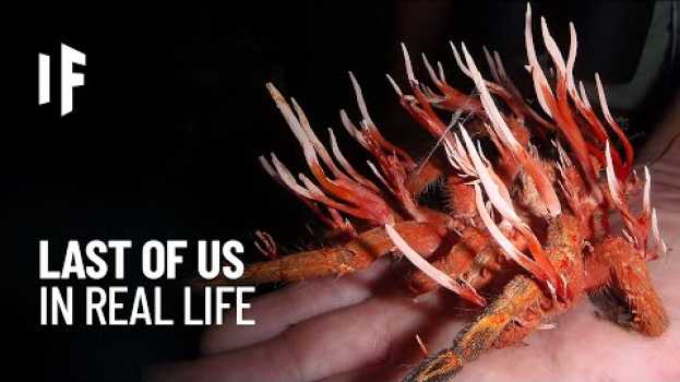 Video What If You Were Infected by the Cordyceps Fungus? (The Last of Us IRL) em português