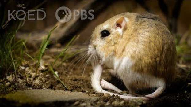 Video Kangaroo Rats Are Furry, Spring-Loaded Ninjas | Deep Look su italiano