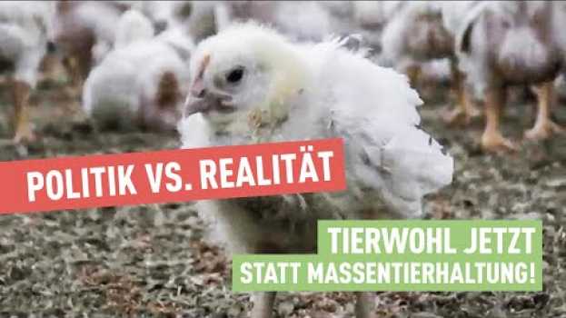 Video Politik vs. Realität | Tierwohl JETZT statt Massentierhaltung! po polsku