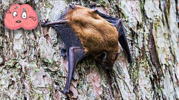 Video Important Animals That Humans Cannot Live Without em português
