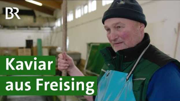 Video Eine beliebte Delikatesse in der Weihnachtszeit: Bayerischer Kaviar vom Saibling | Unser Land | BR en français
