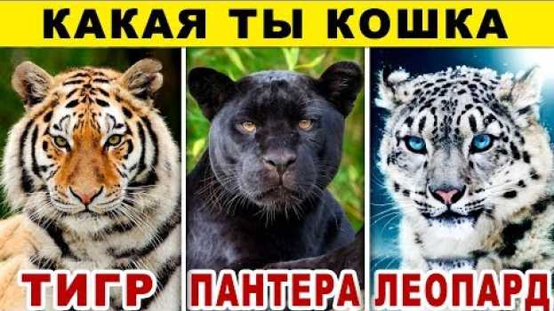 Video Тест! КАКАЯ ТЫ КОШКА? Какой ты Хищник из Семейства Кошачьих? Невероятный тест на ХАРАКТЕР. Точность   türkçe