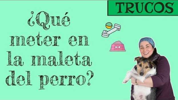Video ¿Qué meter en la maleta del perro cuando viajas? 🐶 in English