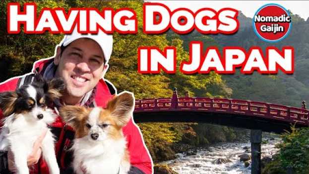 Video What's it like having dogs in Japan? en français