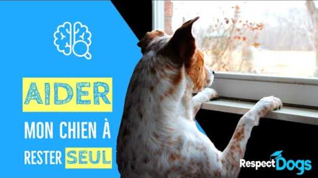 Video L'ANXIÉTÉ DE SÉPARATION CHEZ LE CHIEN su italiano
