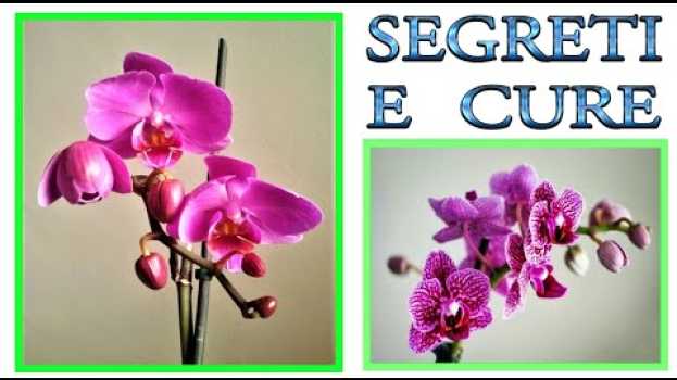 Video ORCHIDEA tutti i trucchi ed i segreti per curarla, farla fiorire e riprodurre, orchidee, phalenopsis en español