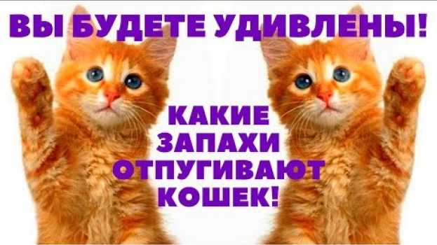 Video Какой запах отпугивает кошек ??? Вы будете удивлены !!! su italiano