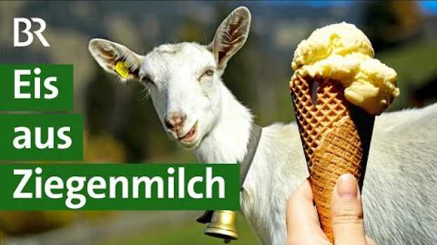 Video Ziegenmilch: Wie schmeckt sie im Eis? | Ziegenhaltung | Landwirtschaft | Unser Land | BR   türkçe