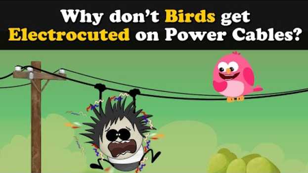 Video Why don't Birds get Electrocuted on Power Cables? + more videos | #aumsum #kids #education #children em português