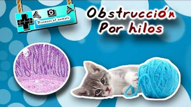 Video Que pasa cuando un gato come hilos - medicina veterinaria   türkçe