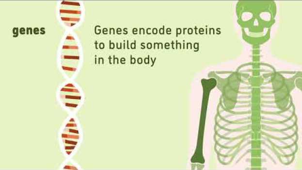 Video What are genes? | Animation | Minute to Understanding | The Jackson Laboratory em português