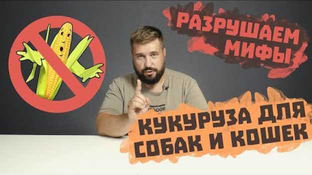 Video КУКУРУЗА ДЛЯ СОБАК И КОШЕК | ПОЛЬЗА ИЛИ ВРЕД? | Проверьте свой сухой корм для собак и кошек su italiano