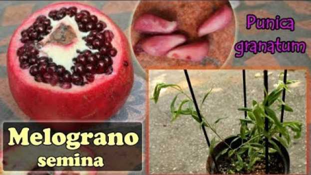 Video Come SEMINARE i semi del MELOGRANO raccolti dal frutto - Punica granatum po polsku