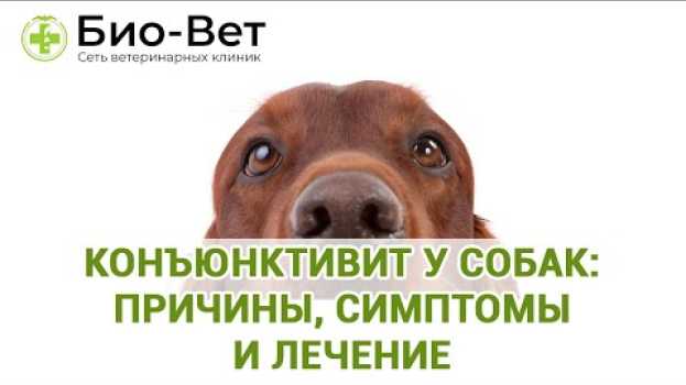 Video Конъюнктивит у Собак: Причины, Симптомы и Лечение // Сеть Ветклиник БИО-ВЕТ su italiano