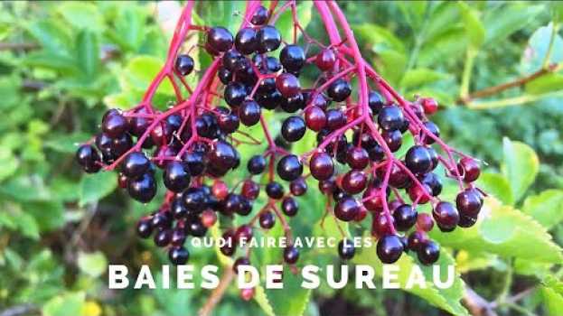 Video Quoi faire avec les baies de sureau noir ? en español