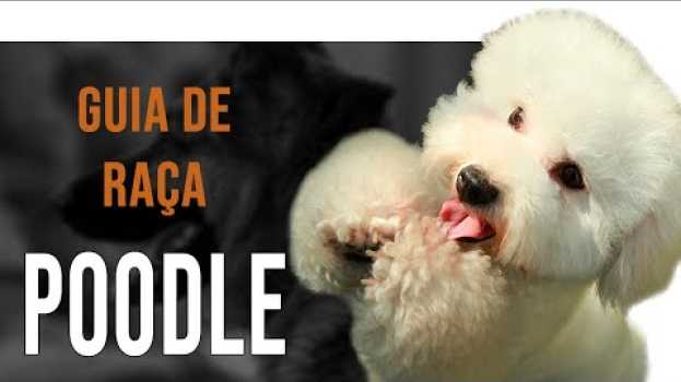 Video POODLE - Tudo sobre a raça auf Deutsch