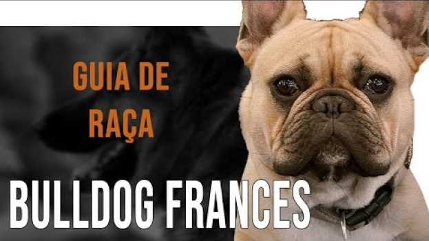 Video BULDOGUE FRANCÊS - Tudo sobre a raça   türkçe