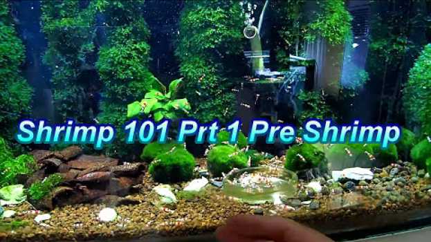 Видео Before you buy shrimp на русском