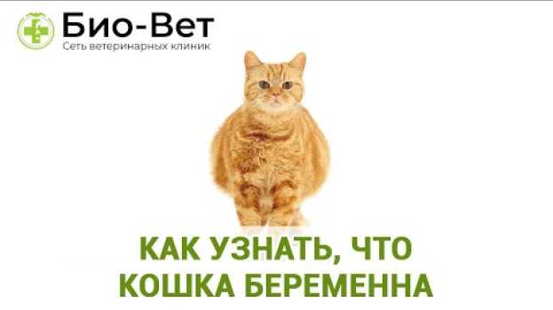 Video Топ-11 Признаков Беременности У Кошки / Как узнать, Что Кошка Беременна / Био-Вет   türkçe